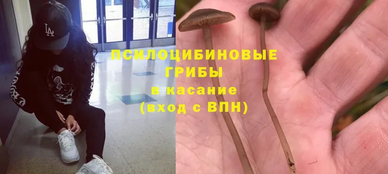 Галлюциногенные грибы Psilocybine cubensis  гидра вход  Борисоглебск 